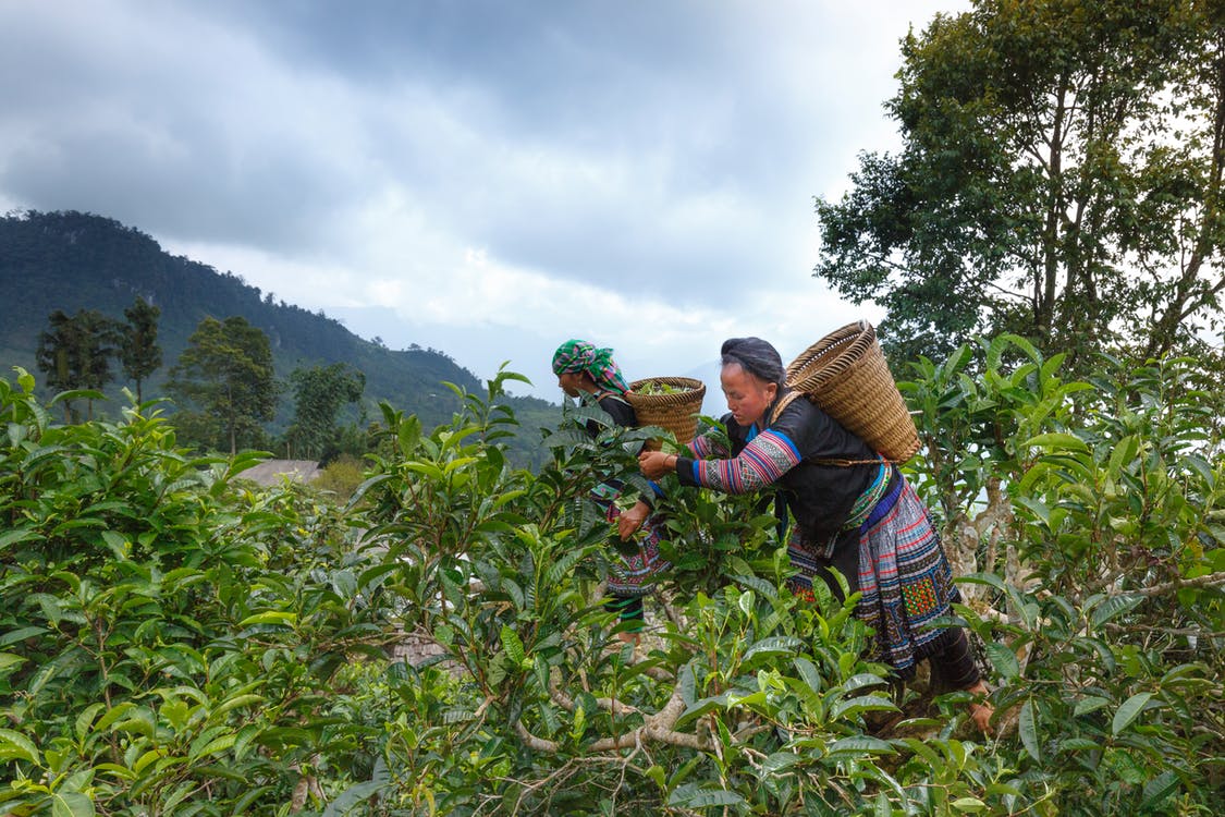 Uses and Benefits of Tea Tree Oil