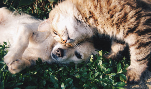 Keeping Your Pet Safe in Spring