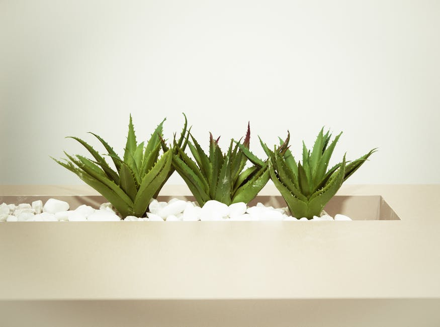 The Beauty Benefits of Aloe Vera