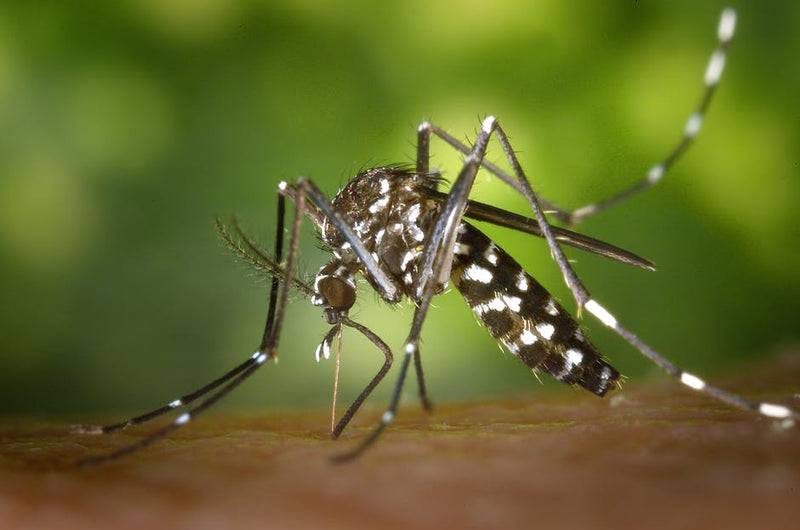 The dangers of mosquito bites and how to treat them